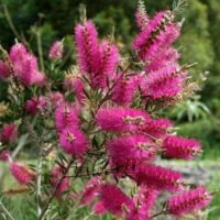 Callistemon violaceus 'Violet Bottlebrush'