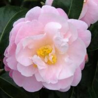 The Camellia japonica 'Spring Surprise' blooms with layered pink petals and a yellow center in a 6" pot, framed by dark green leaves.