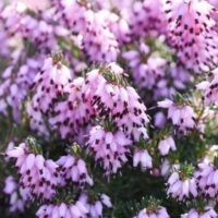 Close-up of Erica mediterranea 'Mediterranean Heath' flowers with pink blooms clustered on green stems in a 6" pot.