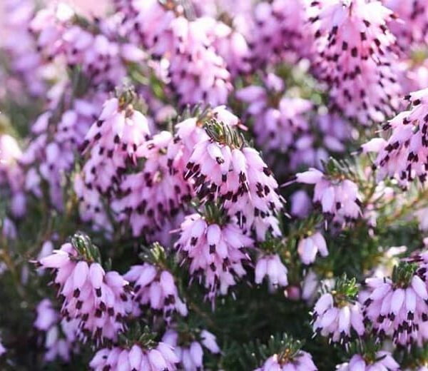 Close-up of Erica mediterranea 'Mediterranean Heath' flowers with pink blooms clustered on green stems in a 6" pot.