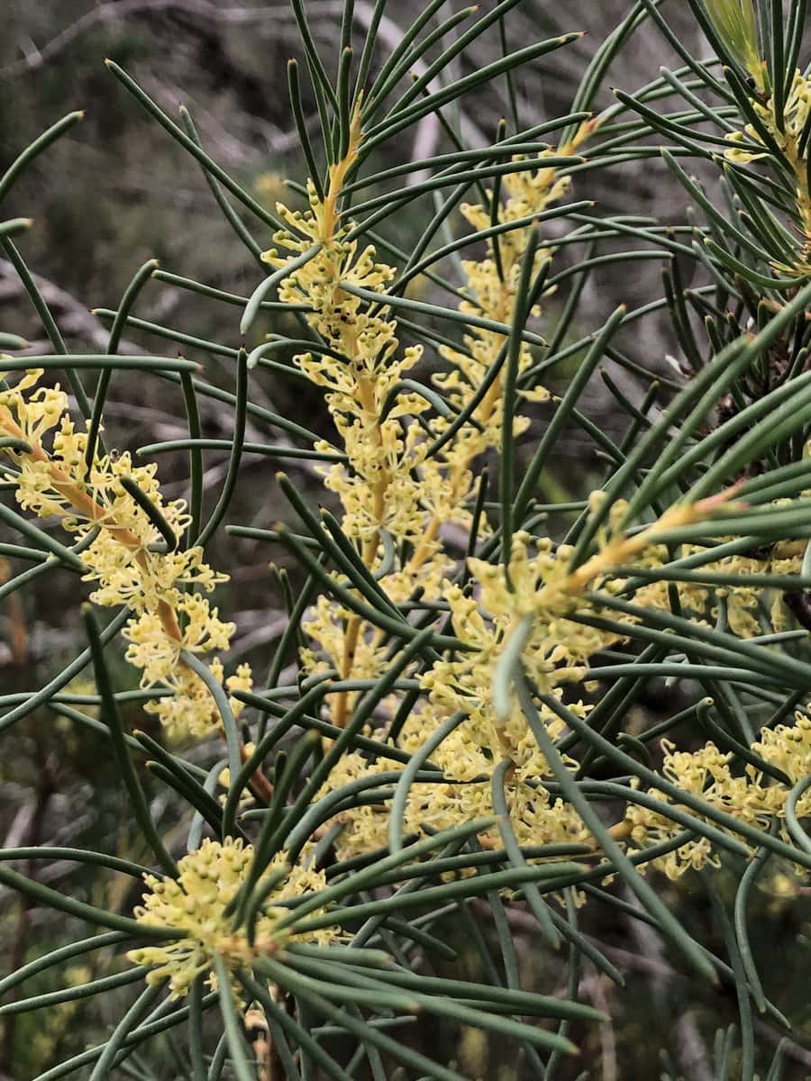 Hakea nodosa 'Yellow Hakea' - Image 3