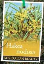 Hakea nodosa 'Yellow Hakea' - Image 2