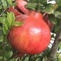Close-up of a ripe Punica 'Jativa' Pomegranate from an 8" pot, nestled among lush green leaves.