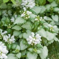 Lamium 'White Nancy' plants feature vibrant white flowers and green serrated leaves, growing densely on the ground. They thrive in partial shade under larger leaves and are perfect for any garden. Available in a convenient 3" pot for easy planting.