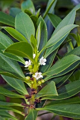 Hello Hello Plants Melbourne Victoria Australia Myoporum insular