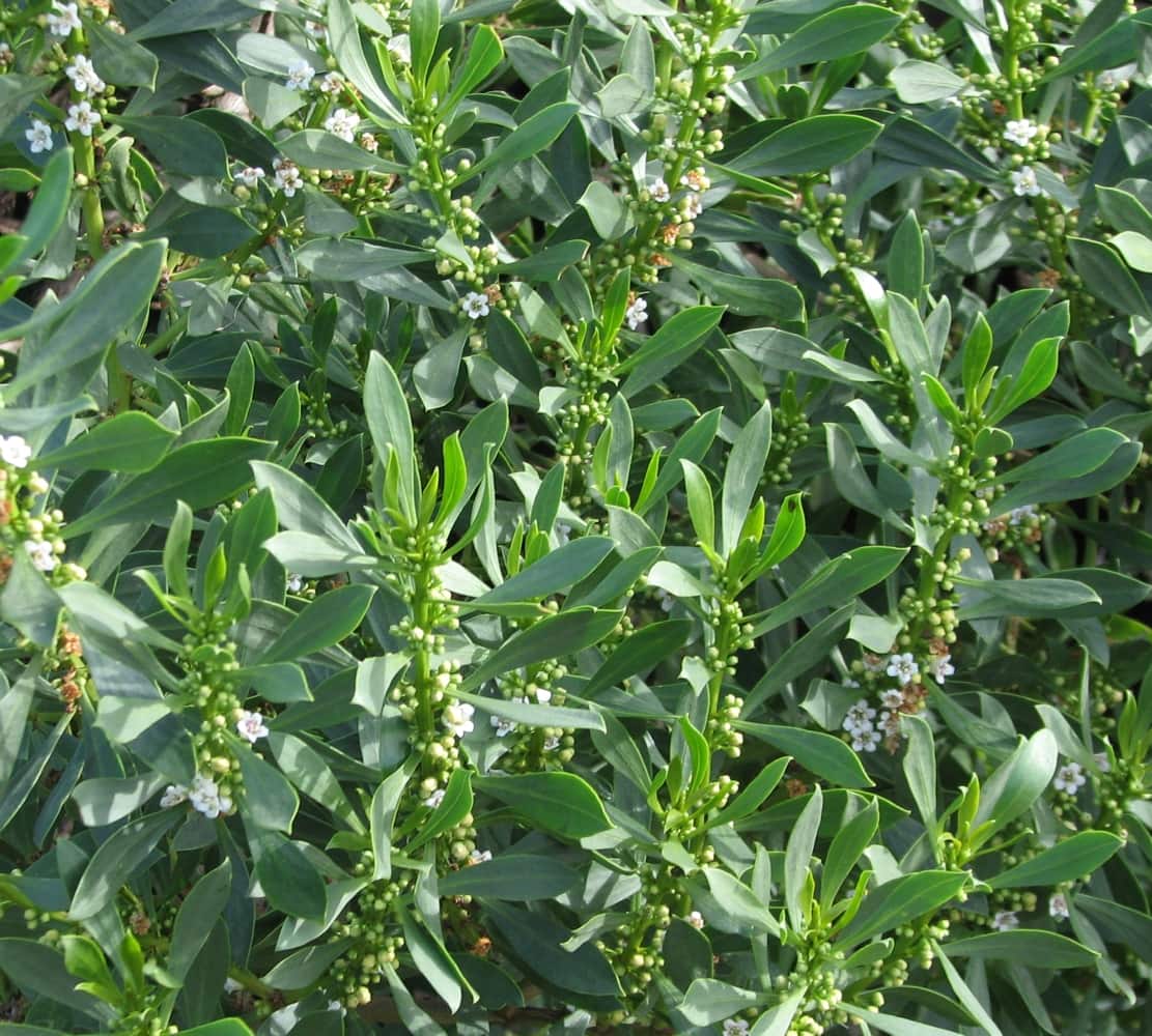 Close-up of Myoporum insulare 'Common Boobialla' in a 6" pot, showcasing lush green shrubbery with elongated leaves and scattered small white flowers.