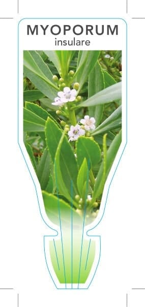 Myoporum insulare 'Common Boobialla' 6" Pot - Image 3