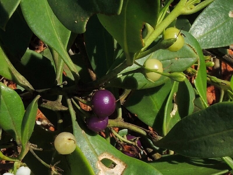 Myoporum insulare 'Common Boobialla' 6" Pot - Image 4