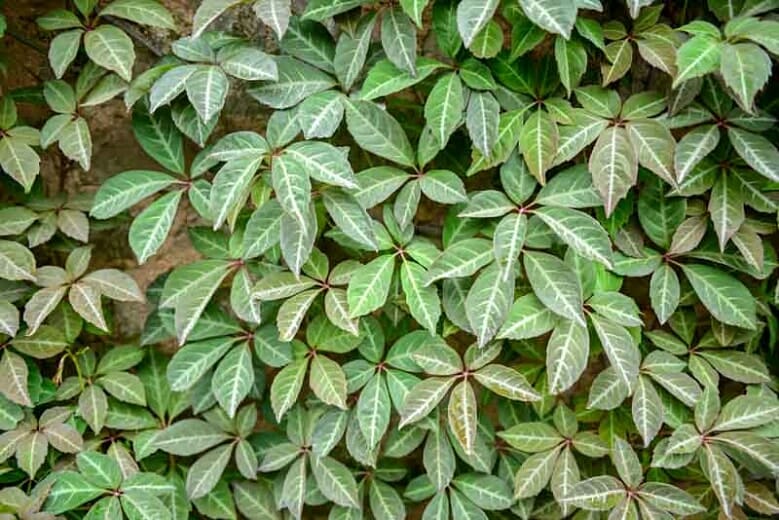 Parthenocissus henryana 'Chinese Virginia Creeper' - Image 2