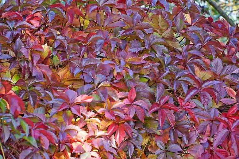 Parthenocissus henryana 'Chinese Virginia Creeper' - Image 3