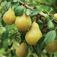 Pyrus 'Dixie' Dwarf Standard Pears hang gracefully from a tree branch with lush green leaves.
