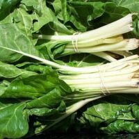 Fresh Silverbeet 'Swiss' Chard with long white stems and large leaves, available in a 4" pot.