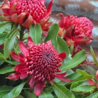 A close-up of Telopea 'Shady Lady Crimson’ Waratah PBR plants in 13" pots, featuring vibrant red flowers expertly espaliered with lush green leaves, against a corrugated metal background.