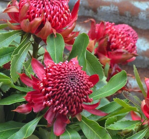 A close-up of Telopea 'Shady Lady Crimson’ Waratah PBR plants in 13" pots, featuring vibrant red flowers expertly espaliered with lush green leaves, against a corrugated metal background.