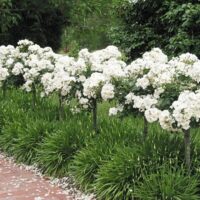 A row of 'Iceberg' Standard 4ft Rose (Eco Grade) shrubs lines the brick pathway, their white blooms reminiscent of a rose garden, allowing green foliage to peek through due to their standard heights.