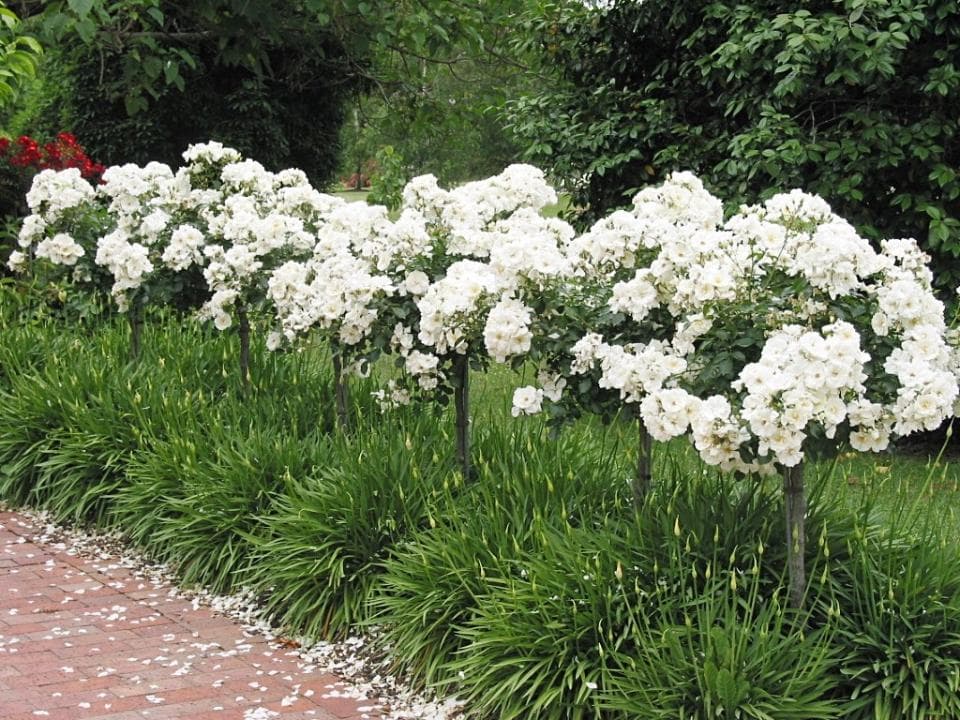 A row of 'Iceberg' Standard 4ft Rose (Eco Grade) shrubs lines the brick pathway, their white blooms reminiscent of a rose garden, allowing green foliage to peek through due to their standard heights.