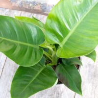 The Philodendron 'Imperial Green' with its large, glossy green leaves sits elegantly on the wooden floor, perfectly capturing the ideal houseplant aesthetic.