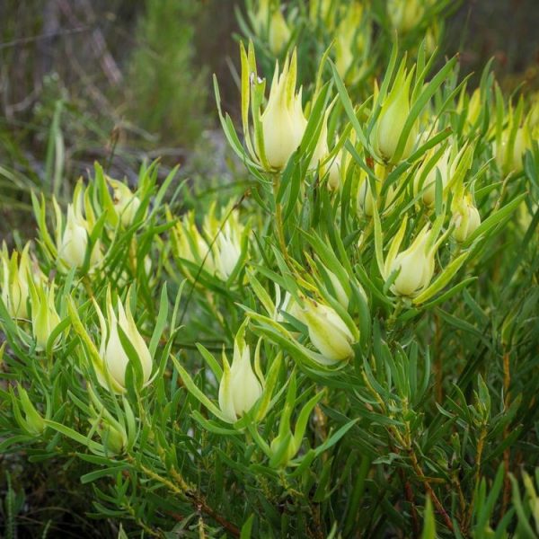 Green shrub with elongated, light yellow and green flowers and narrow leaves growing in a natural setting, similar to the captivating Leucadendron 'Bright Eyes'.
