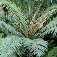 Blechnum 'Brazilian Tree Fern' in a 6" pot, featuring long arching green fronds and brownish central leaves, nestled among other greenery.