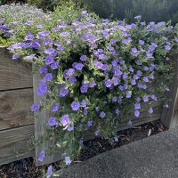 Trailing purple flowers spill over a wooden planter box by a paved surface, set off by lush green foliage and the elegant blades of Carex 'Evergold' Japanese Sedge ornamental grass in the background.