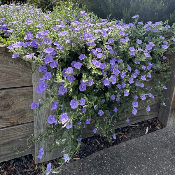 Trailing purple flowers spill over a wooden planter box by a paved surface, set off by lush green foliage and the elegant blades of Carex 'Evergold' Japanese Sedge ornamental grass in the background.