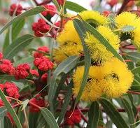 The Eucalyptus erythrocorys 'Red Capped Gum' features bright yellow and red flowers surrounded by long green leaves, available in a convenient 6" pot.