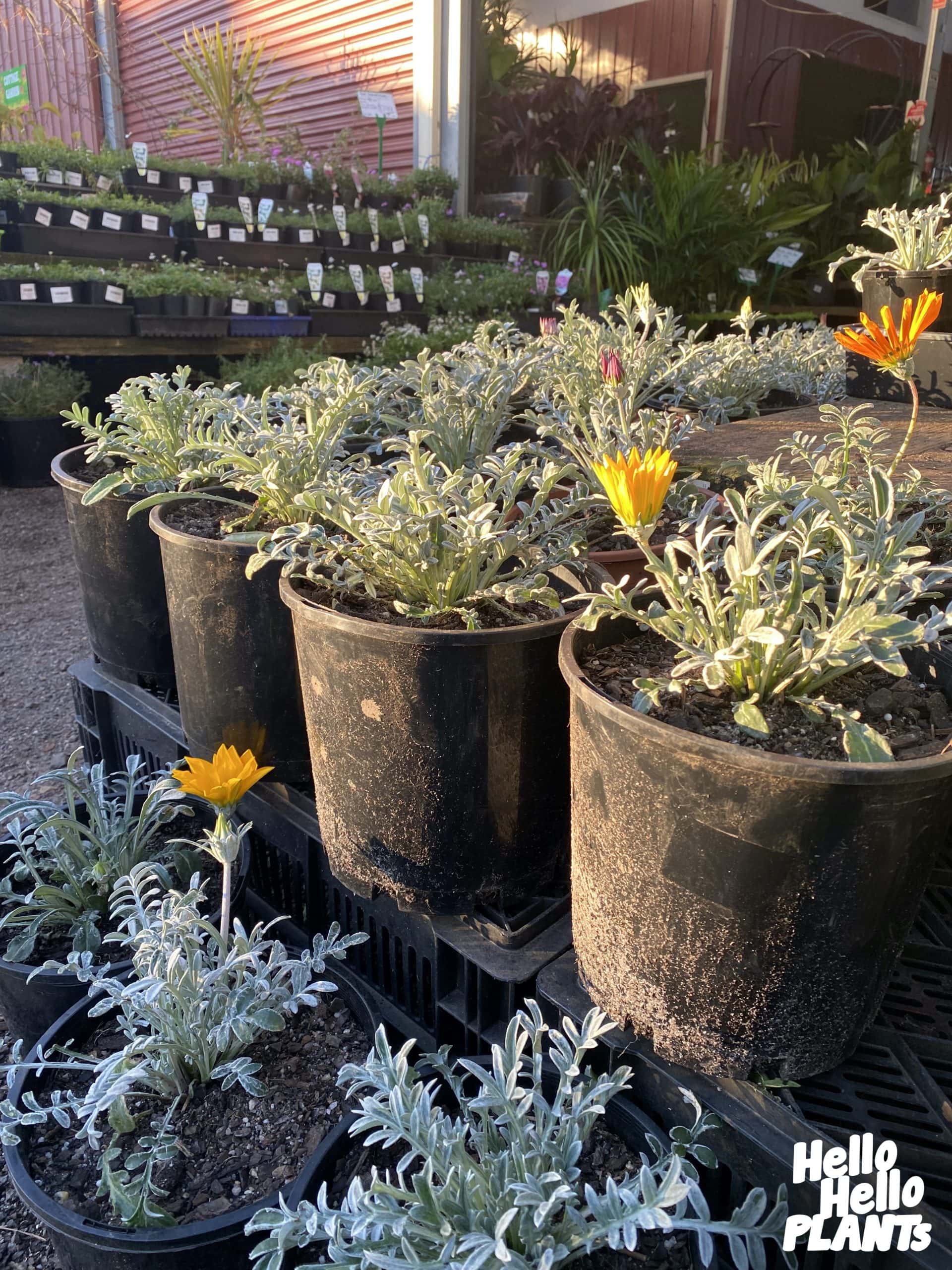 Gazania 'Silver Leaf Mixed' 7" Pot - Image 3