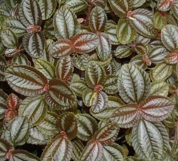 Close-up of textured green and reddish-brown Pilea involucrata 'Norfolk' leaves with prominent veins in a 5" pot.