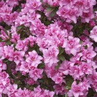 A vibrant cluster of pink Azalea 'Rose Queen' flowers with lush green leaves, beautifully arranged in an 8" pot.