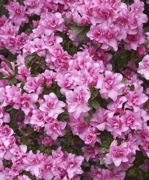 A vibrant cluster of pink Azalea 'Rose Queen' flowers with lush green leaves, beautifully arranged in an 8" pot.