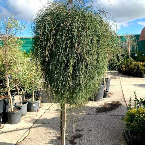 Casuarina 'Cousin It' Standard in a 16" pot features dense, hanging foliage like a green mop, displayed elegantly on a paved garden center surface.