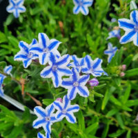 Lithodora diffusa 'White Star' 6" Pot features star-shaped blue and white striped flowers blooming among green foliage, perfect for adding charm to any indoor or outdoor space.
