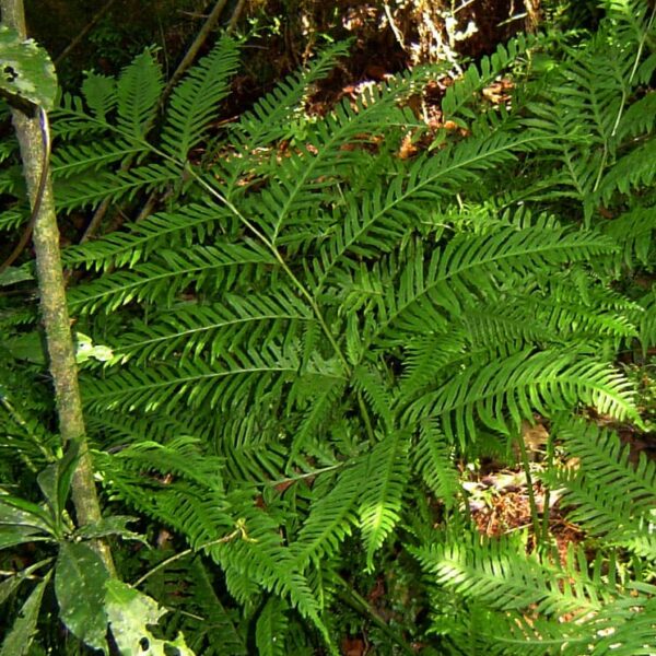Vibrant green Pteris 'Tooth Brake Fern' with elongated fronds flourish in a forest environment, akin to a natural arrangement in a 6" pot.
