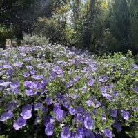 A dense cluster of blooming purple morning glory flowers fills the foreground, accented by Carex 'Evergold' Japanese Sedge, with green foliage and sunlit trees in the background.