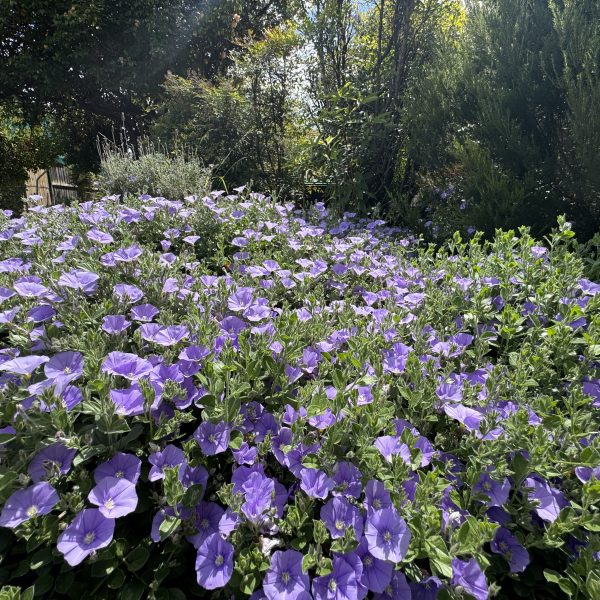 A dense cluster of blooming purple morning glory flowers fills the foreground, accented by Carex 'Evergold' Japanese Sedge, with green foliage and sunlit trees in the background.