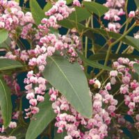 The Hardenbergia 'Pink' 6" Pot features clusters of small pink and white flowers with elongated green leaves set against a dark background.