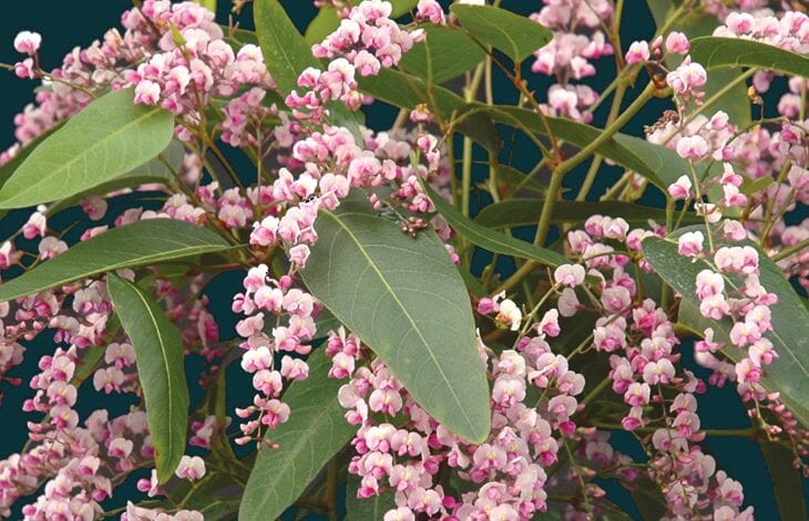The Hardenbergia 'Pink' 6" Pot features clusters of small pink and white flowers with elongated green leaves set against a dark background.