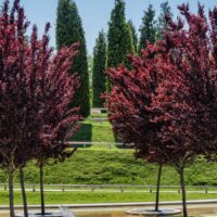 Prunus cerasifera 'Nigra' Purple leaf plum ornamental blossom tree purple