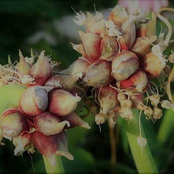 Two clusters of reddish bulbils on a plant stem, similar to Allium blooms, are set amidst lush green foliage—ideal for enhancing your collection with the Allium 'Onion Tree' in a 4" pot.