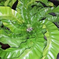 A detailed view of the Asplenium 'Hurricane' Fern in a 6" pot showcases its glossy, bright green, ruffled leaves radiating from the center.