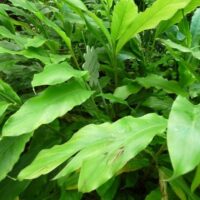 The broad, lush green leaves of the Alpinia 'Cardamom Leaf' partly conceal its small rectangular label in a 5" pot.