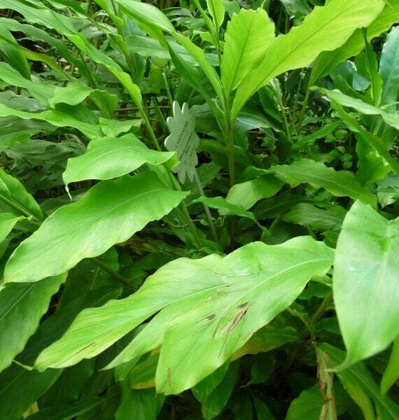 The broad, lush green leaves of the Alpinia 'Cardamom Leaf' partly conceal its small rectangular label in a 5" pot.