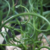 Close-up of the captivating green spirals of Juncus spiralis 'Corkscrew Rush' as they elegantly unfurl from a 6" pot.