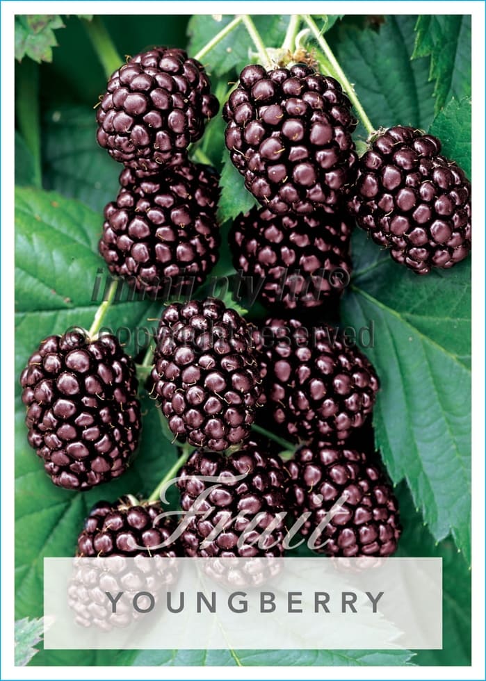 Rubus ursinus 'Youngberry' - Image 2