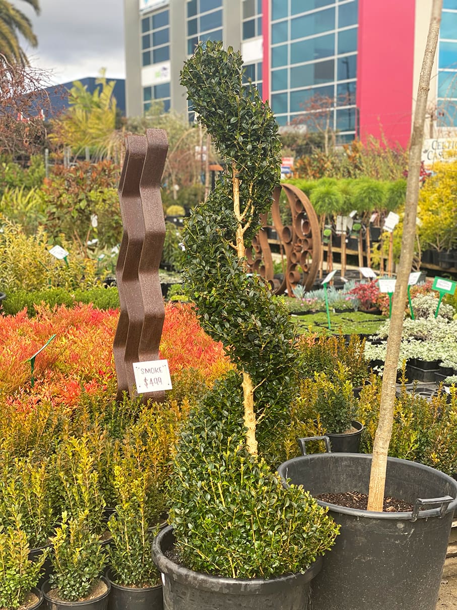 Buxus 'English Box' Spiral 16" Pot - Image 5