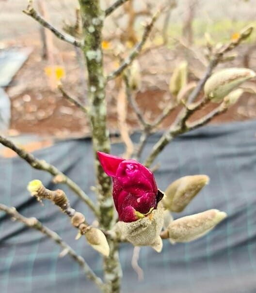 Magnolia 'Burgundy Star™' 10" Pot - Image 5