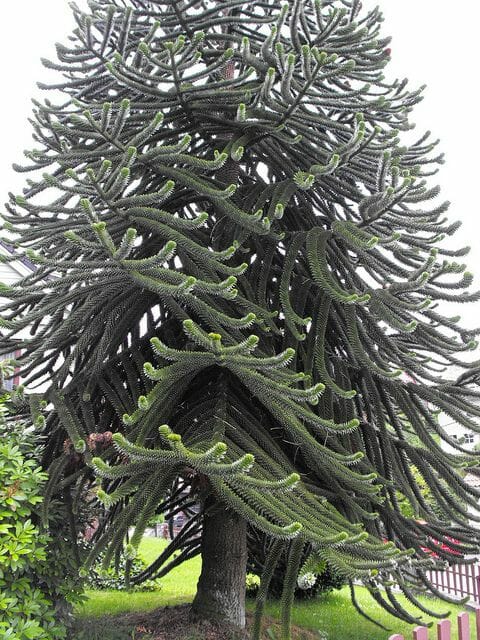 Araucaria 'Monkey Puzzle' 45L Pot - Image 3