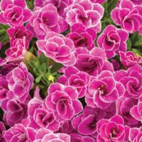 Close-up of vibrant pink Calibrachoa Superbells® 'Doublette Love Swept™' flowers with white edges in full bloom, surrounded by lush green leaves, in a 6" pot.