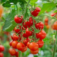 Clusters of ripe red cherry tomatoes hang on green vines, surrounded by lush leaves—ideal for growing your own Tomato 'Cherry Tomato' plant in a 10cm pot.