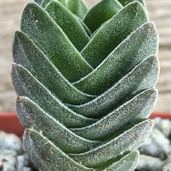 A close-up of the Crassula 'Buddha's Temple' features its green frosted, textured leaves in overlapping layers. This captivating succulent is elegantly displayed in a 6" pot filled with white gravel.